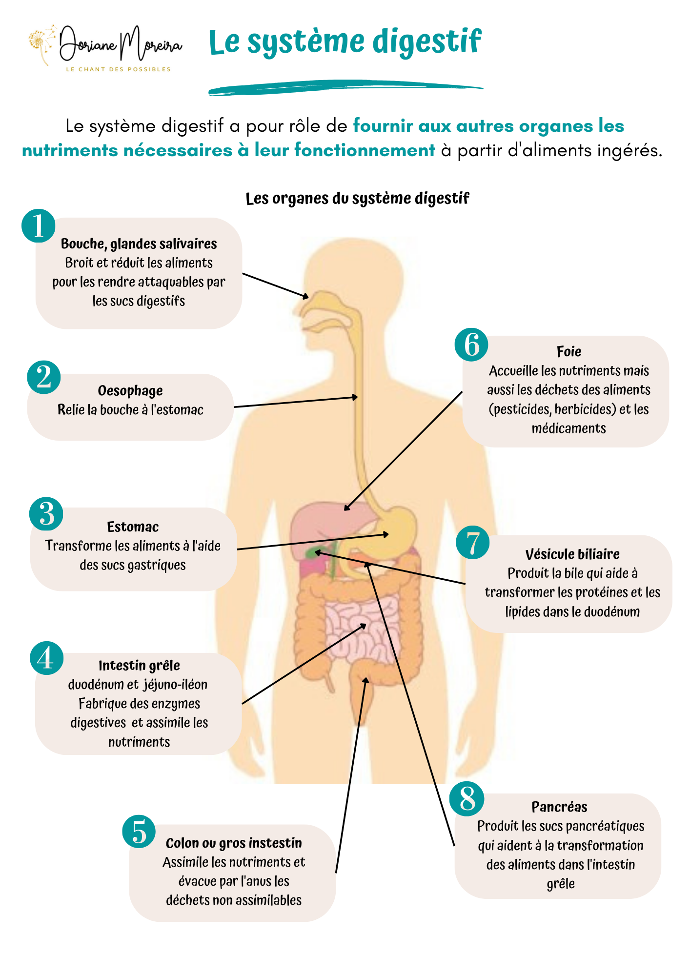 le système digestif
